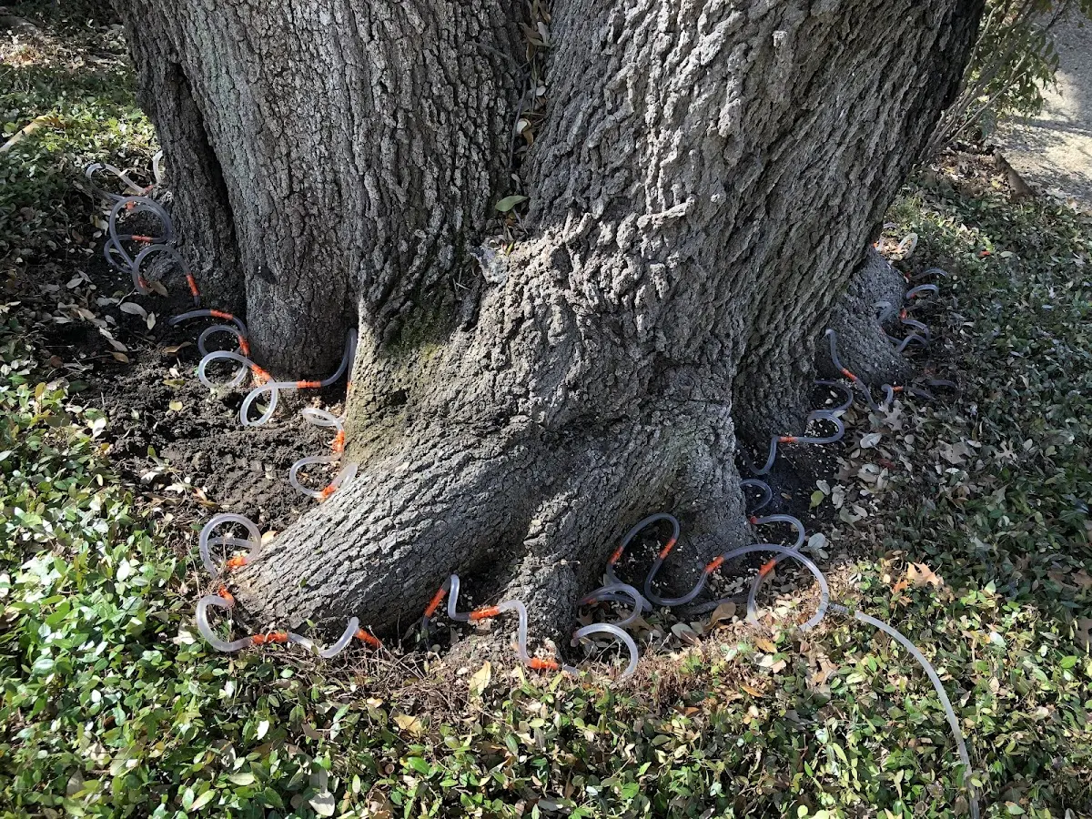 Detailed Tree Cabling and Bracing job site in Harperville