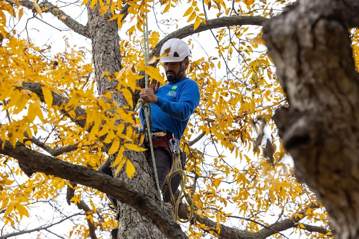 Skilled Tree Planing crew working in Harperville